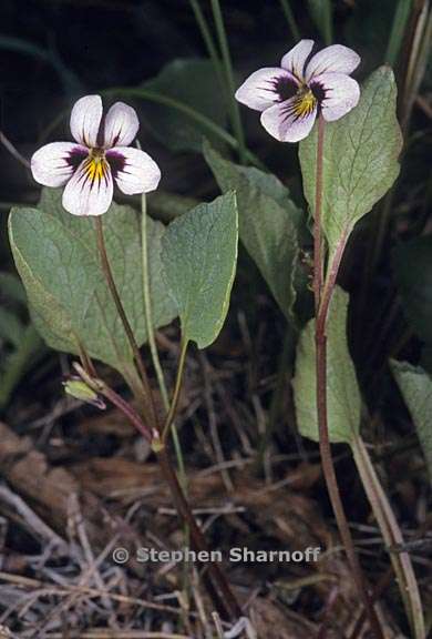 viola cuneata 3 graphic